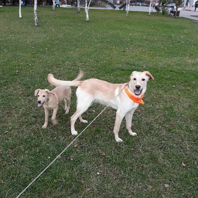 Символ года в добрые руки