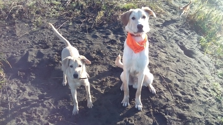 Символ года в добрые руки