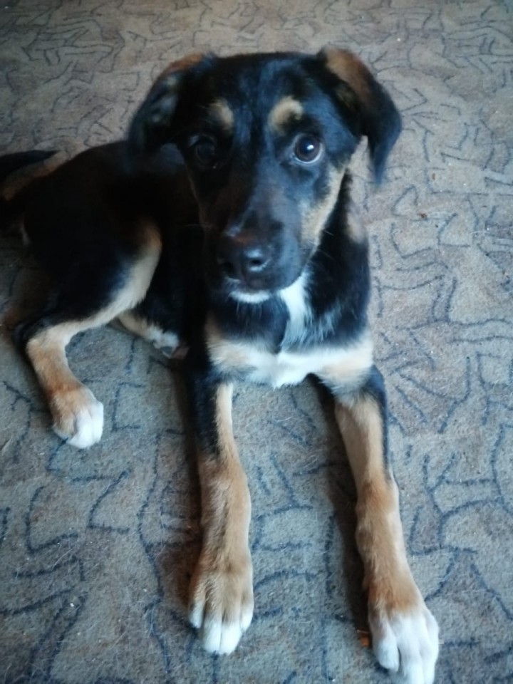 Щенок в Добрые руки