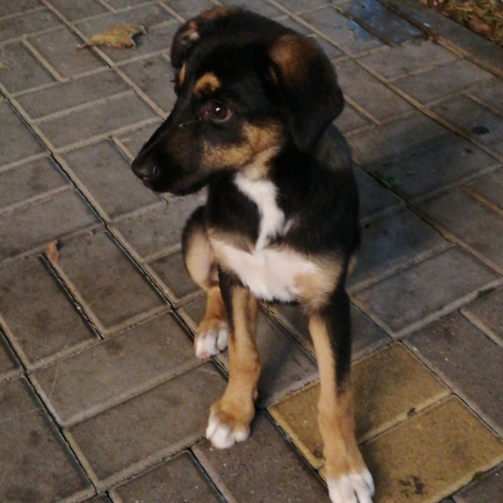 Щенок в Добрые руки