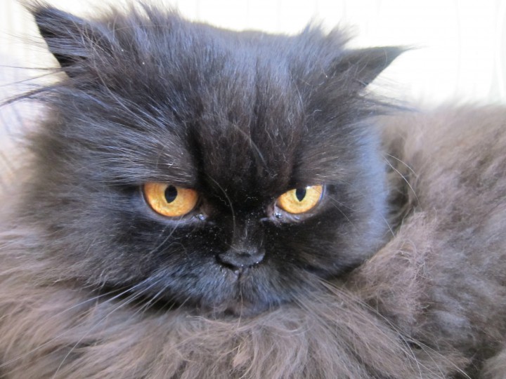 пропал персидский кот