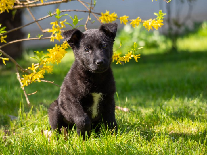 Щенок девочка ищет любящую семью