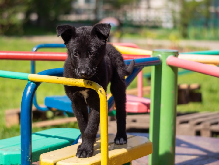 Щенок девочка ищет любящую семью