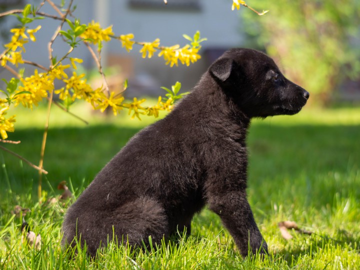 Щенок девочка ищет любящую семью