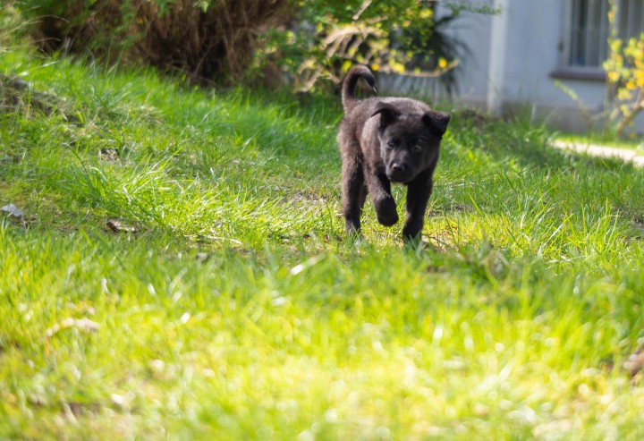 Щенок девочка ищет любящую семью