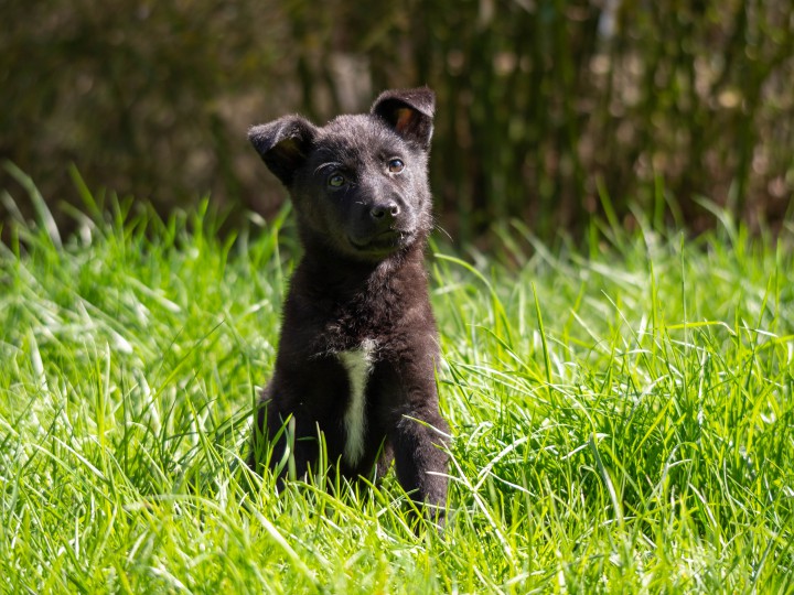 Щенок девочка ищет любящую семью