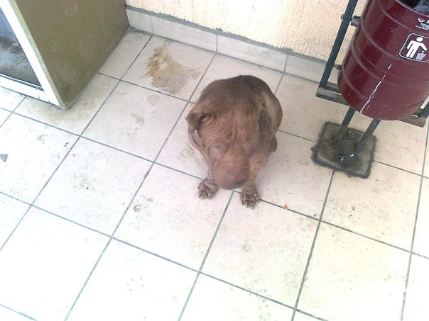 шарпей на улице Труда