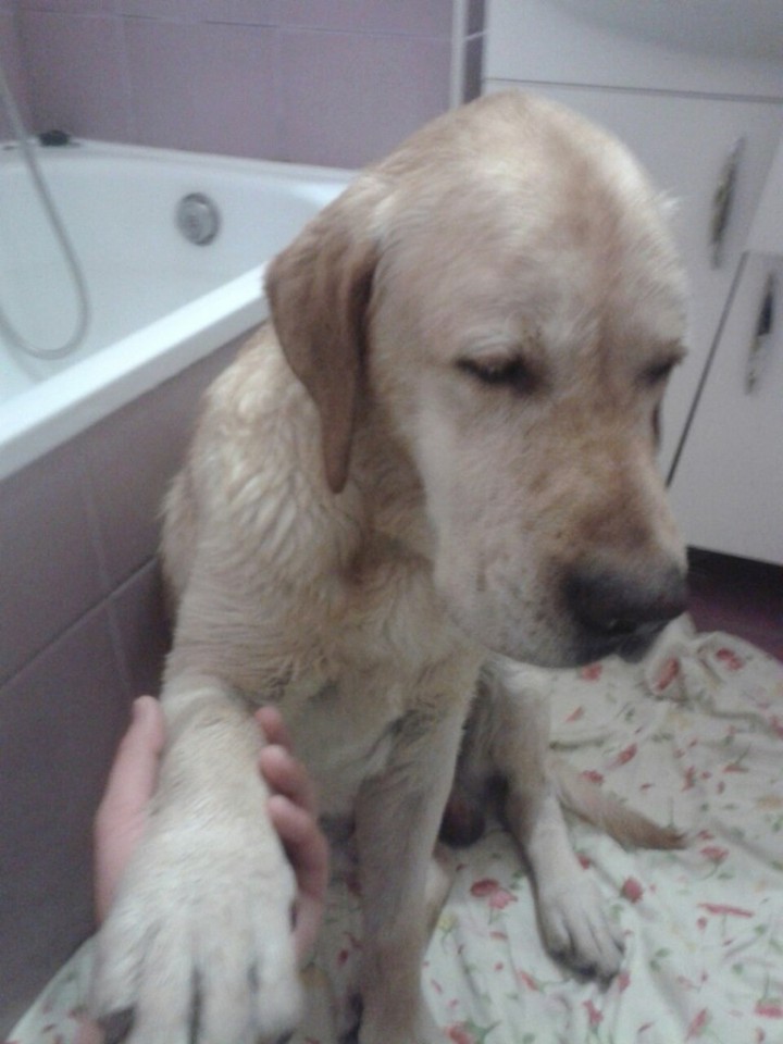 найден палевый лабрадор