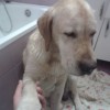 найден палевый лабрадор