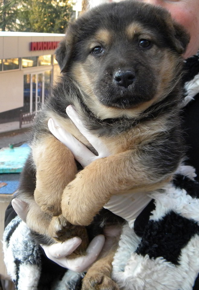 Малыши ищут дом!