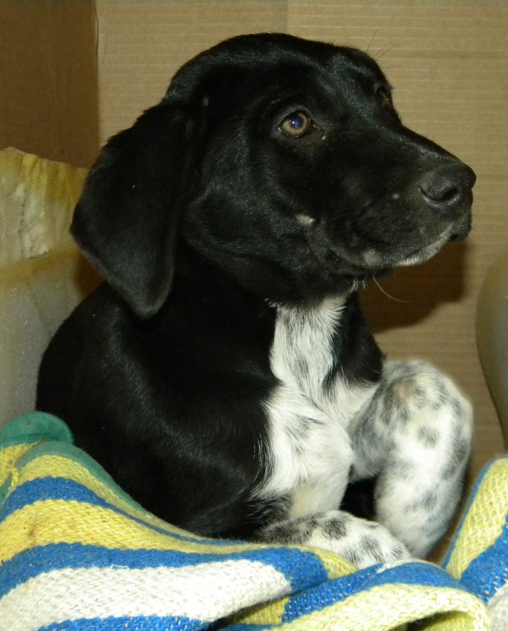 Малыши ищут дом!