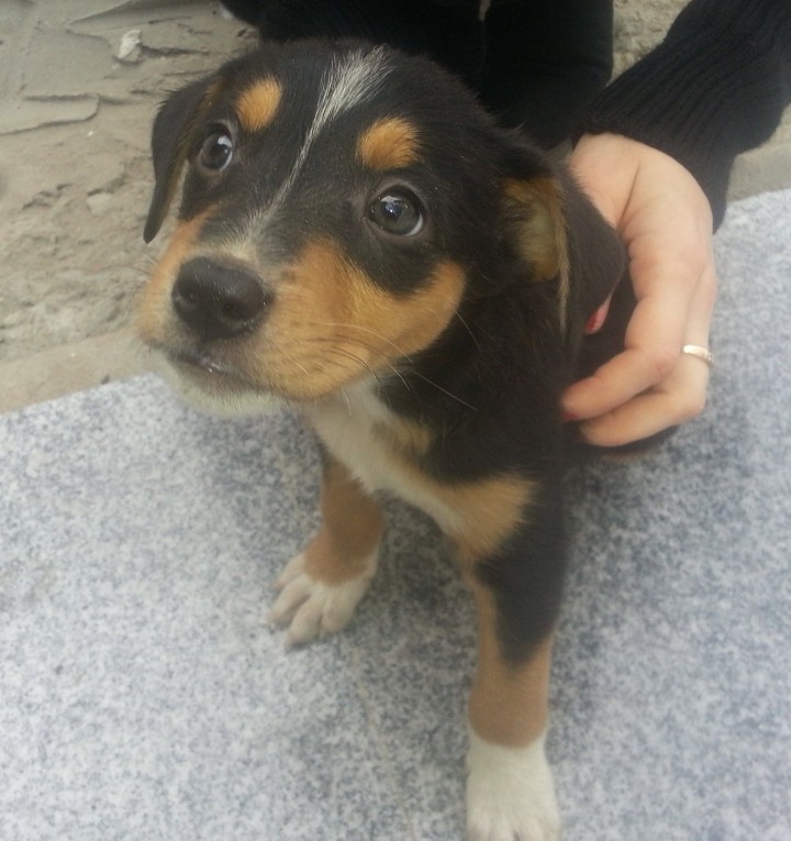 Срочно отдам щенка в хорошие руки!