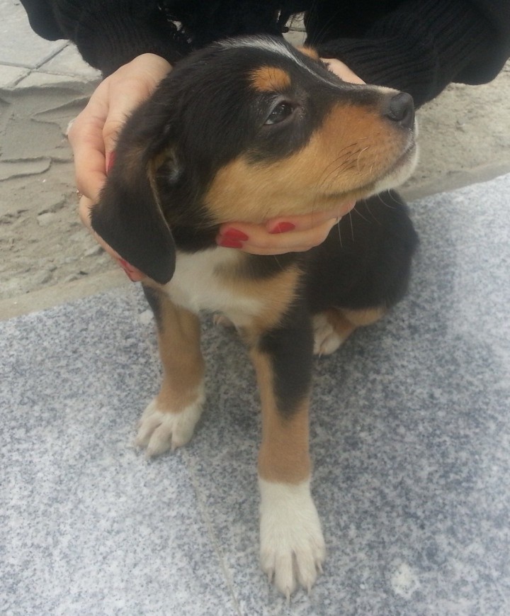 Отдам щенка (метис с ротвейлером) в хорошие руки!