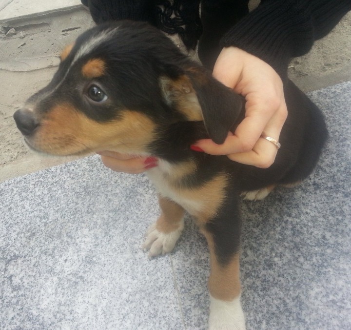 Отдам щенка (метис с ротвейлером) в хорошие руки!