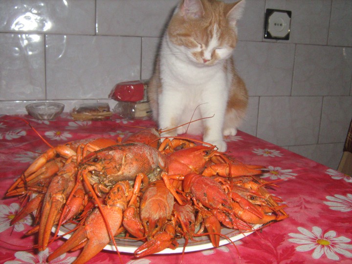 Пропала кошка.