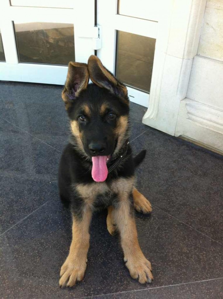 Пропал щенок 89282942808