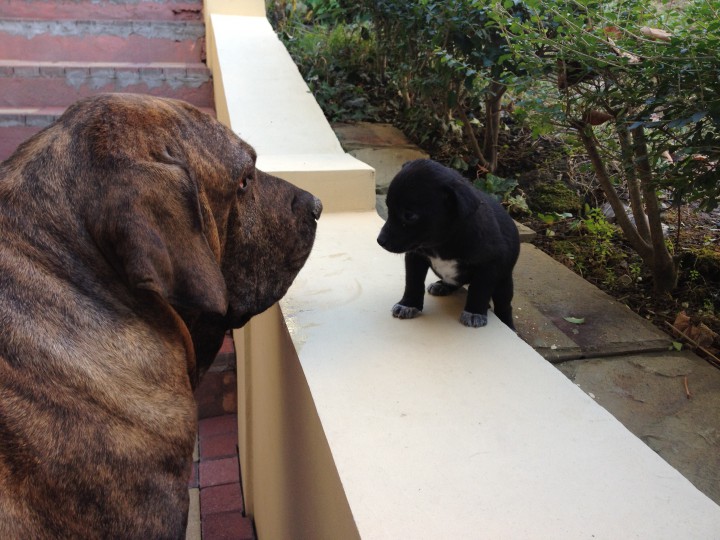 Щенки ищут хозяина !!!