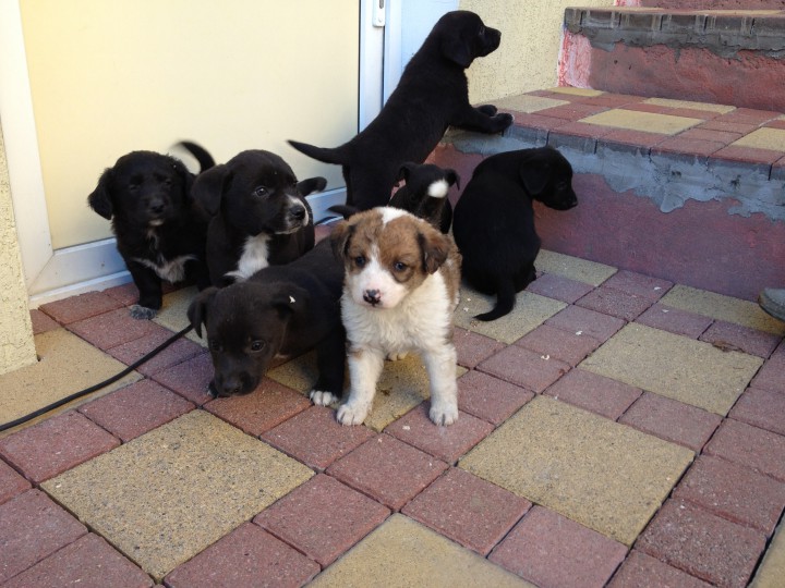 Щенки ищут хозяина !!!