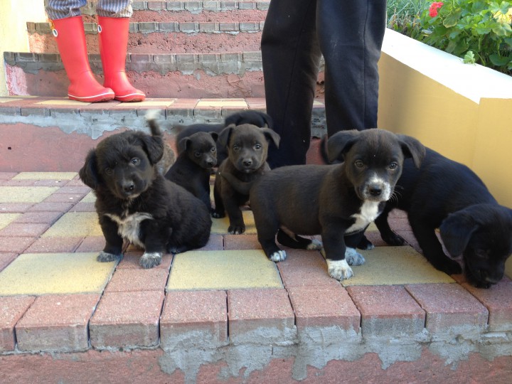 Щенки ищут хозяина !!!