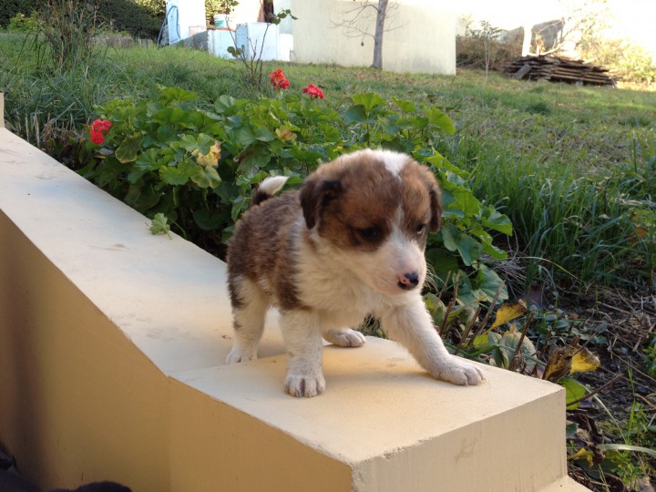 Щенки ищут хозяина !!!