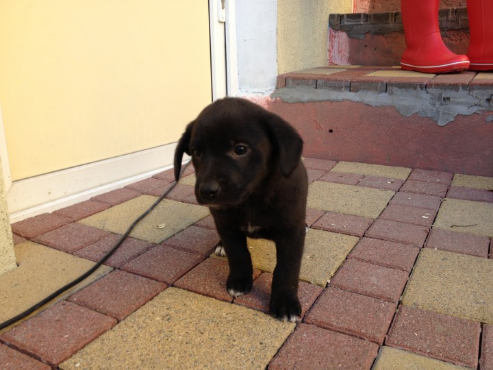 Щенки ищут хозяина !!!