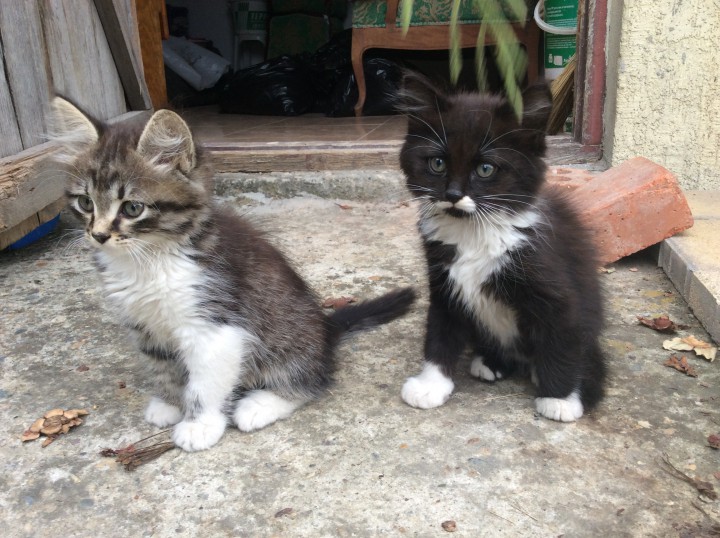 Брошенные котята ищут хозяев