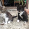 Брошенные котята ищут хозяев