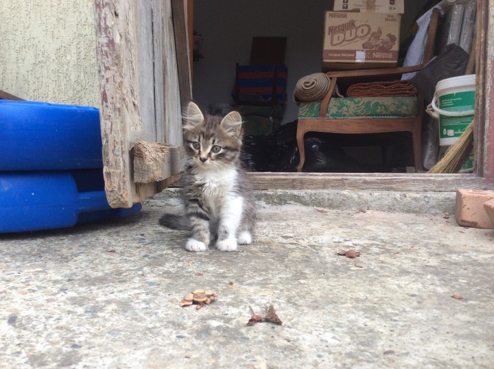 Брошенные котята ищут хозяев