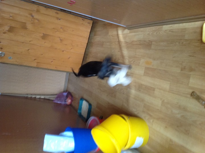 щеночек Герда ищет дом! 