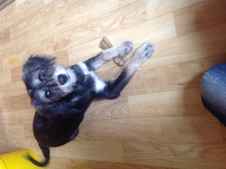 щеночек Герда ищет дом! 