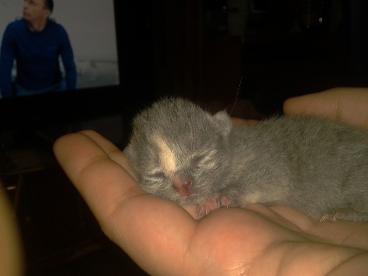 продаются котята