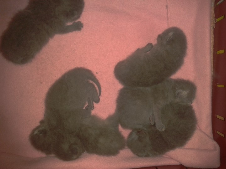 продаются котята