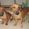 Найдены собачки породы ТАКСА
