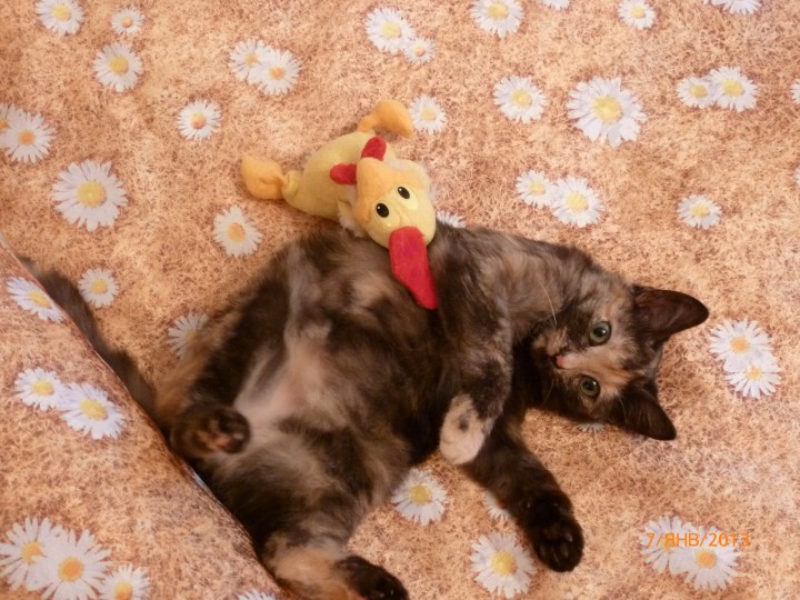 Кошечка ищет дом