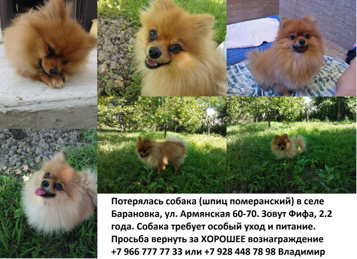 Пропала собака (шпиц)