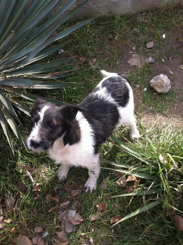 Спасите щенка