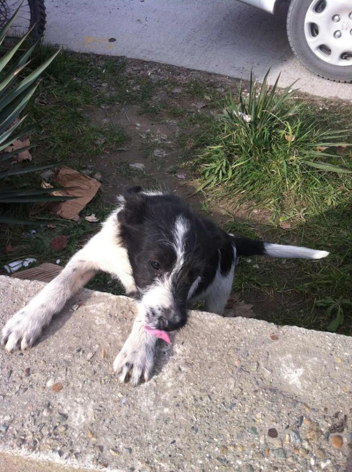 Спасите щенка