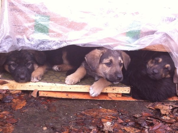 Спасите щеночков!