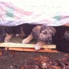 Спасите щеночков!
