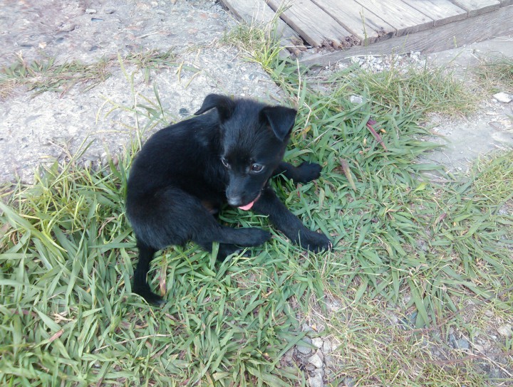 Щенки в добрые руки