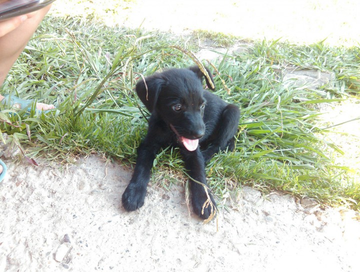 Щенки в добрые руки