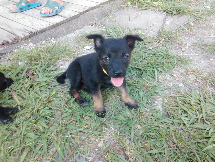 Щенки в добрые руки