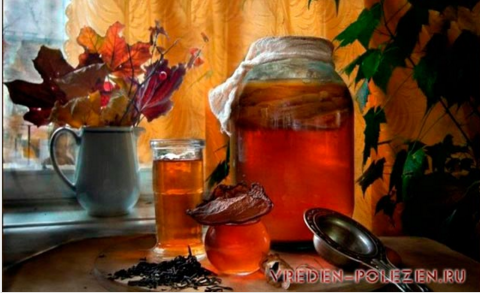 Чайный гриб.