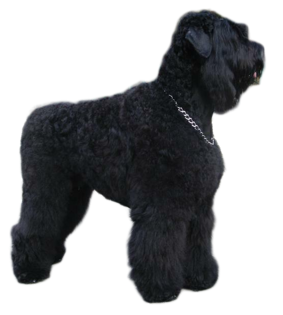 Русский черный терьер