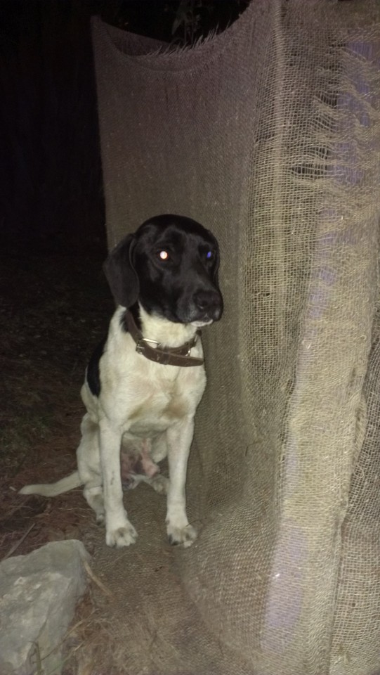 найден черно-белый молодой кабель