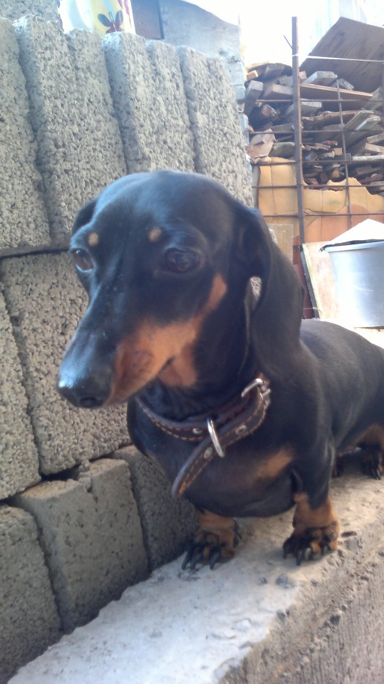 Ищу кобелька гладкошерстной таксы для вязки срочно