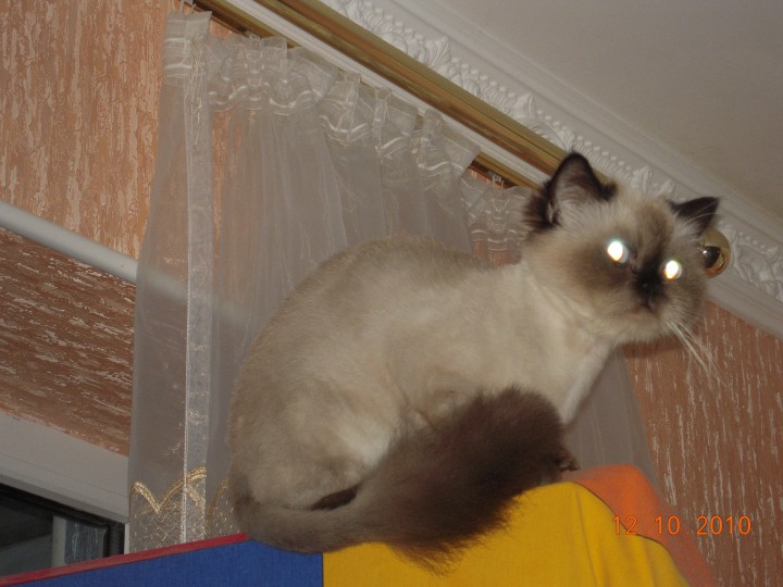 Отдам кошку