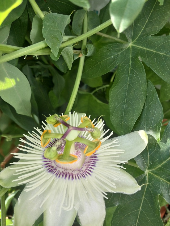 продам пассифлору
