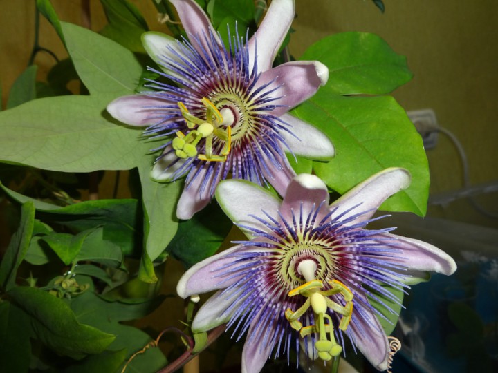 продам пассифлору