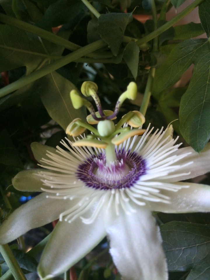Взрослые Пассифлоры 